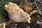 False Chanterelle