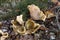 False Chanterelle