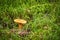 False chanterelle in green moss covered ground in cozy forest.