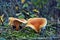 False chanterelle hygrophoropsis aurantiaca mushrooms