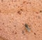 False chinch bug sitting on clay pot texture