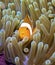 False clownfish