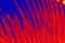 False color, dramatic red and blue abstract leaf.