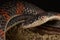 False coral snake Oxyrhopus petola