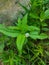False Daisy Trailing Eclipta Bhringaraj Kesharaj Ayurvedic Medicine Flower Plant