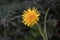 False dandelion