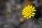 False dandelion Hypochaeris radicata native to Europe, blooming in a forest