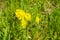 False dandelion Hypochaeris radicata native to Europe, blooming on a meadow in California