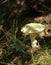 The false death cap (Amanita citrina) on the ground