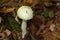 False death cap or Citron Amanita