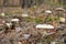 False death cap, or Citron Amanita, Amanita citrina also known