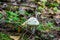 False death cap in forest.