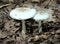 False Death Cap Mushroom