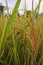 False disease on rice grain