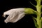 False Dragonhead Physostegia virginiana. Flower Closeup