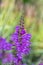 False dragonhead physostegia virginiana plant