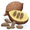 False durian nut
