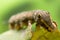 False eye caterpillar