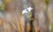 False Foxglove flower blooming in the Okefenokee Swamp