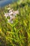 False Foxglove wildfowers in the Texas hill country