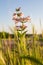 False Foxglove wildfowers in the Texas hill country