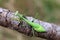 False Garden Mantis