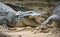 False gavial 2