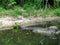 False gharial on banks