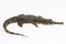 false gharial crocodile (Tomistoma schlegelii) isolated on white background