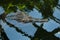 False gharial (Tomistoma schlegelii).