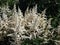 False goatsbeard (Astilbe x arendsii) \\\'Ellie\\\' flowering with erect panicles of showy white plumes in the