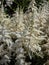 False goatsbeard (Astilbe x arendsii) \\\'Ellie\\\' flowering with panicles of large, showy white plumes in the