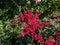 False goatsbeard (Astilbe x arendsii) \\\'Rotlicht\\\' flowering with red showy flowers in the garden in summer