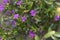 False Heather or Cuphea Hyssopifolia flowers