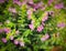 False heather, Elfin herb,or Cuphea hyssopifola.Beautiful Pink purple  little flower in garden .selective focus