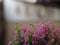 False heather, Elfin herb, Scientific name Cuphea hyssopifola, Pink purple color little flower beautiful in garden blurred of