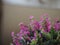 False heather, Elfin herb, Scientific name Cuphea hyssopifola, Pink purple color little flower beautiful in garden blurred of
