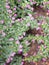 False heather, Elfin herb, Scientific name Cuphea hyssopifola, Pink purple color little flower beautiful in garden blurred of