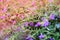 False heather, Elfin herb,small purple flower spring nature bac