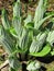 False Hellebore Sprouts - Veratrum viride