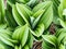 False hellebores (Veratrum sp), in mountain meadows