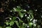 False holly Osmanthus heterophyllus