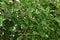 False holly Osmanthus heterophyllus  4