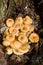 False honey agarics