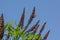 False Indigo Bush. Amorpha fruticosa. Small Purple Blooms.