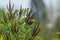 False Indigo Bush. Amorpha fruticosa. Small Purple Blooms.