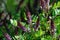 False Indigo Bush. Amorpha fruticosa. Small Purple Blooms.