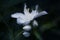 False jasmine in bloom, ornamental white flower on shrub branch