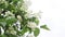 False jasmine, Mock orange (Philadelphus)