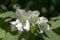 False jasmine, mock-orange, Philadelphus in bloom